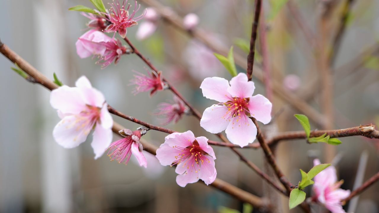Get It Growing: Choose fruit trees with proper chill hours 